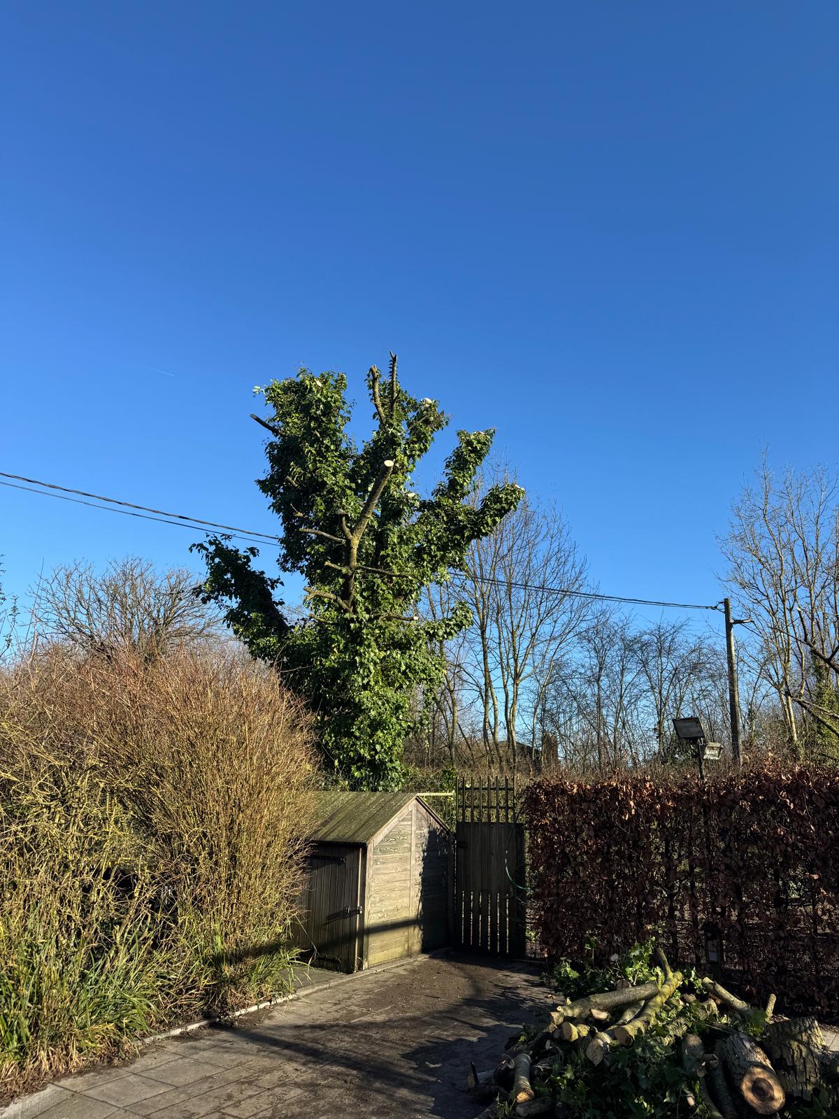 Abattage et élagage